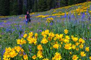 Wildflowers on Dunraven Pass-7652.jpg